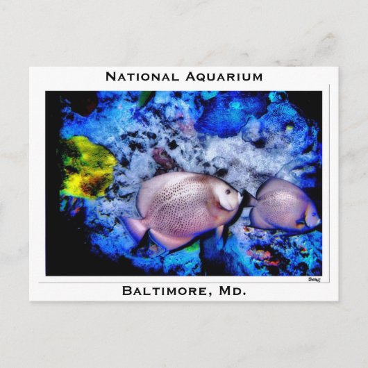 Carte Postale Aquarium National, Baltimore, Md. (Devant)