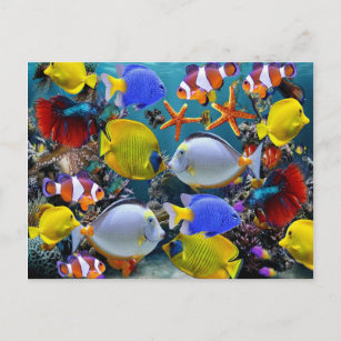 Carte Postale aquarium pêche aux poissons tropicaux