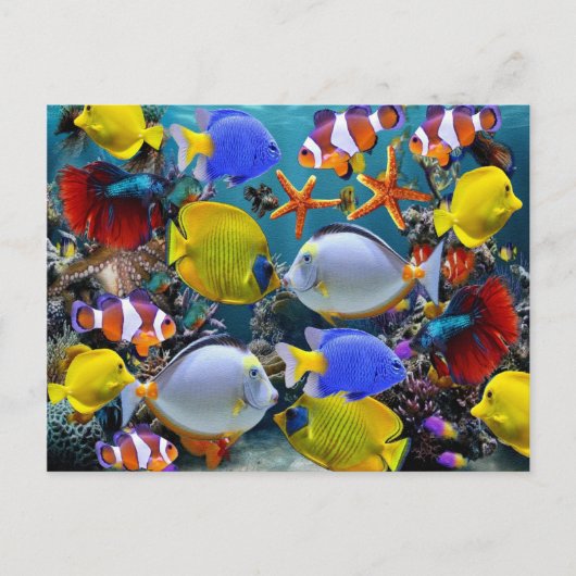 Carte Postale aquarium pêche aux poissons tropicaux (Devant)