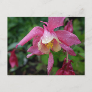 Carte Postale Aquilegia après la pluie