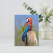Carte Postale Ara à ailes vertes perché (Debout devant)