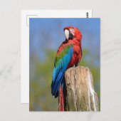 Carte Postale Ara à ailes vertes perché (Devant / Derrière)