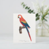 Carte Postale Ara Canga Parrot (Debout devant)