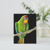 Carte Postale Ara Militaris Perroquet Vert (Debout devant)