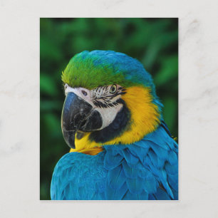 Carte Postale Ara Parrot