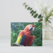 Carte Postale ara scarlet de copán (Debout devant)
