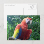 Carte Postale ara scarlet de copán (Devant / Derrière)