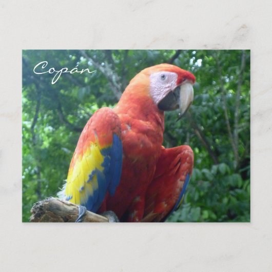 Carte Postale ara scarlet de copán (Devant)