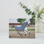 Carte Postale Arabe 1 (Debout devant)