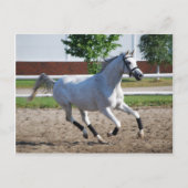 Carte Postale Arabe 1 (Devant)