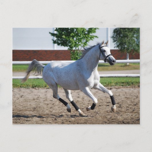 Carte Postale Arabe 1 (Devant)