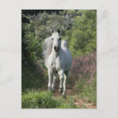 Carte Postale Arabe Gris Courant Sur Le Chemin Avec Fleurs (Devant)