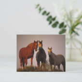 Carte Postale Arabes au coucher du soleil (Debout devant)