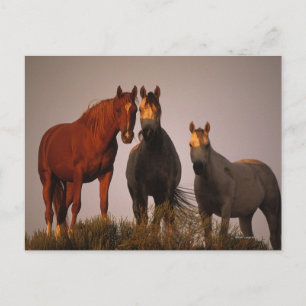 Carte Postale Arabes au coucher du soleil