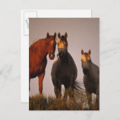 Carte Postale Arabes au coucher du soleil (Devant / Derrière)