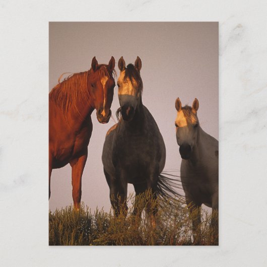 Carte Postale Arabes au coucher du soleil (Devant)