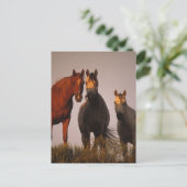 Carte Postale Arabes au coucher du soleil (Debout devant)