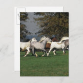 Carte Postale Arabes courant dans un champ (Devant / Derrière)