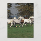 Carte Postale Arabes courant dans un champ (Devant)