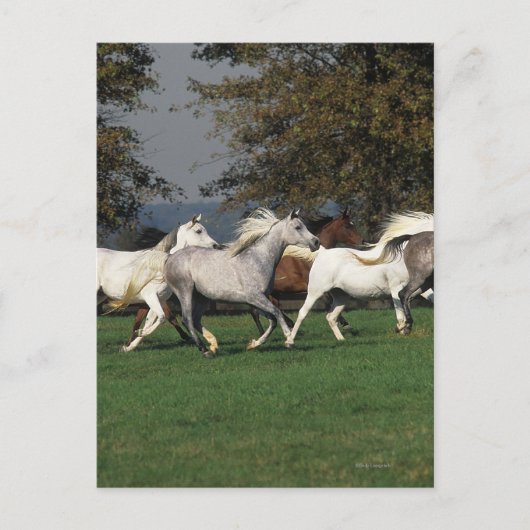 Carte Postale Arabes courant dans un champ (Devant)