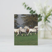 Carte Postale Arabes courant dans un champ (Debout devant)