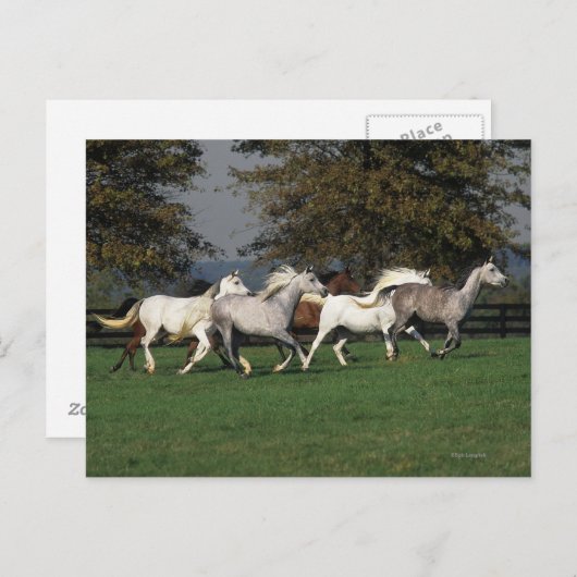 Carte Postale Arabes en cours d'exécution sur le terrain (Devant / Derrière)