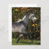 Carte Postale Arabes en course : Automne (Devant / Derrière)