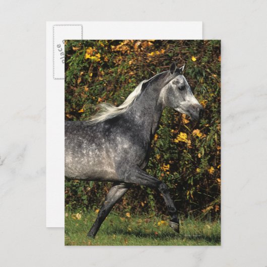 Carte Postale Arabes en course : Automne (Devant / Derrière)