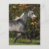 Carte Postale Arabes en course : Automne (Devant)