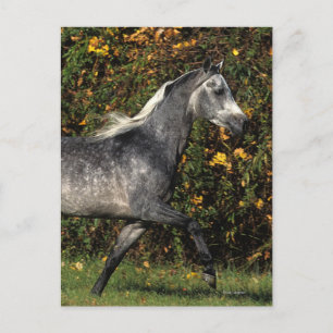 Carte Postale Arabes en course : Automne