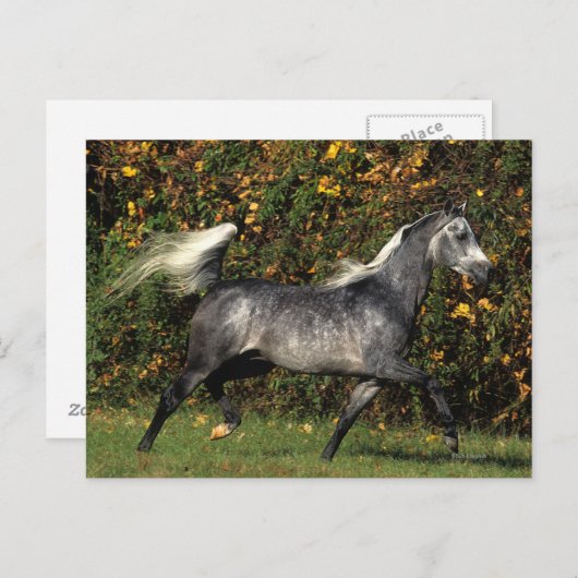 Carte Postale Arabes en course : Automne (Devant / Derrière)