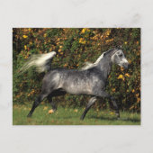 Carte Postale Arabes en course : Automne (Devant)