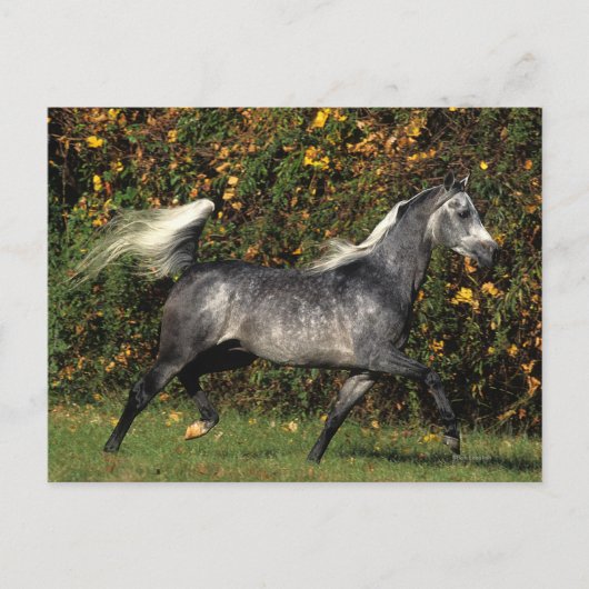 Carte Postale Arabes en course : Automne (Devant)