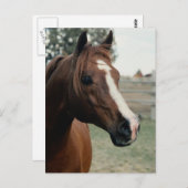 Carte Postale Arabian au Pasture (Devant / Derrière)