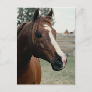 Carte Postale Arabian au Pasture