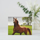 Carte postale 'Arabian Dreamz' (Debout devant)