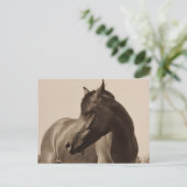 Carte postale Arabian Horse (Debout devant)
