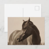 Carte postale Arabian Horse (Devant / Derrière)