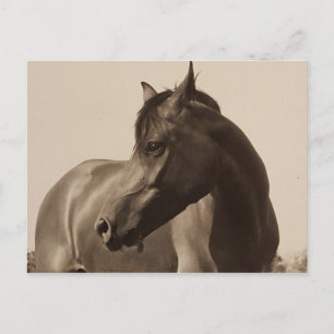 Carte postale Arabian Horse
