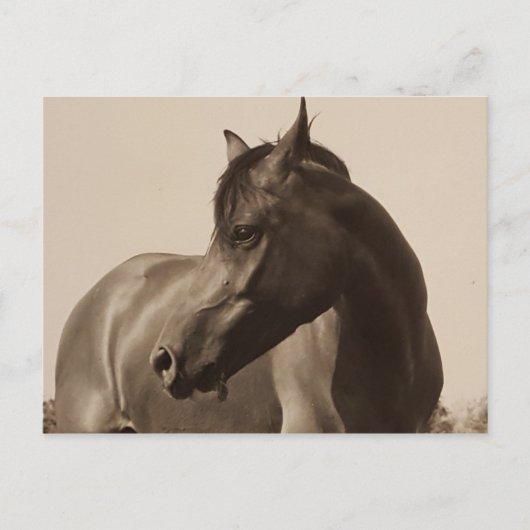 Carte postale Arabian Horse (Devant)