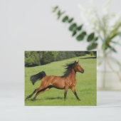 Carte postale Arabian Horse (Debout devant)