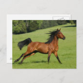 Carte postale Arabian Horse (Devant / Derrière)