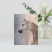 Carte Postale Arabian Horse Postcard (Debout devant)