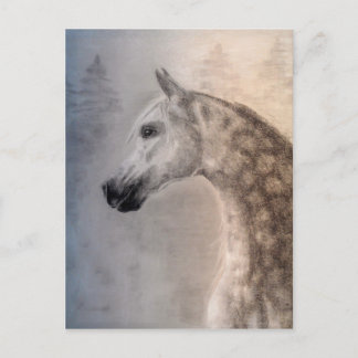 Carte Postale Arabian Horse Postcard