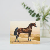 Carte Postale Arabian Horse - William Barraud (Debout devant)