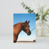 Carte Postale Arabian Show Horse (Debout devant)