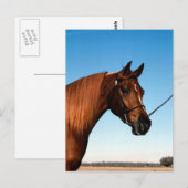 Carte Postale Arabian Show Horse (Devant / Derrière)
