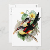 Carte Postale Aracari à crampons (Devant / Derrière)