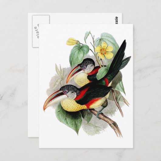 Carte Postale Aracari à crampons (Devant / Derrière)