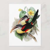 Carte Postale Aracari à crampons (Devant)